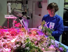 KU mokslininkų eksperimentas: ar Lietuvoje auginsime daržoves su žuvų pagalba?