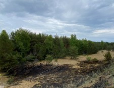 Juodkrantėje per dieną kilo 4 miško gaisrai – miškininkai įtaria padegimą