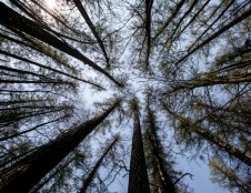 Skiriamos investicijos skatins mokslinius tyrimus miškų srityje